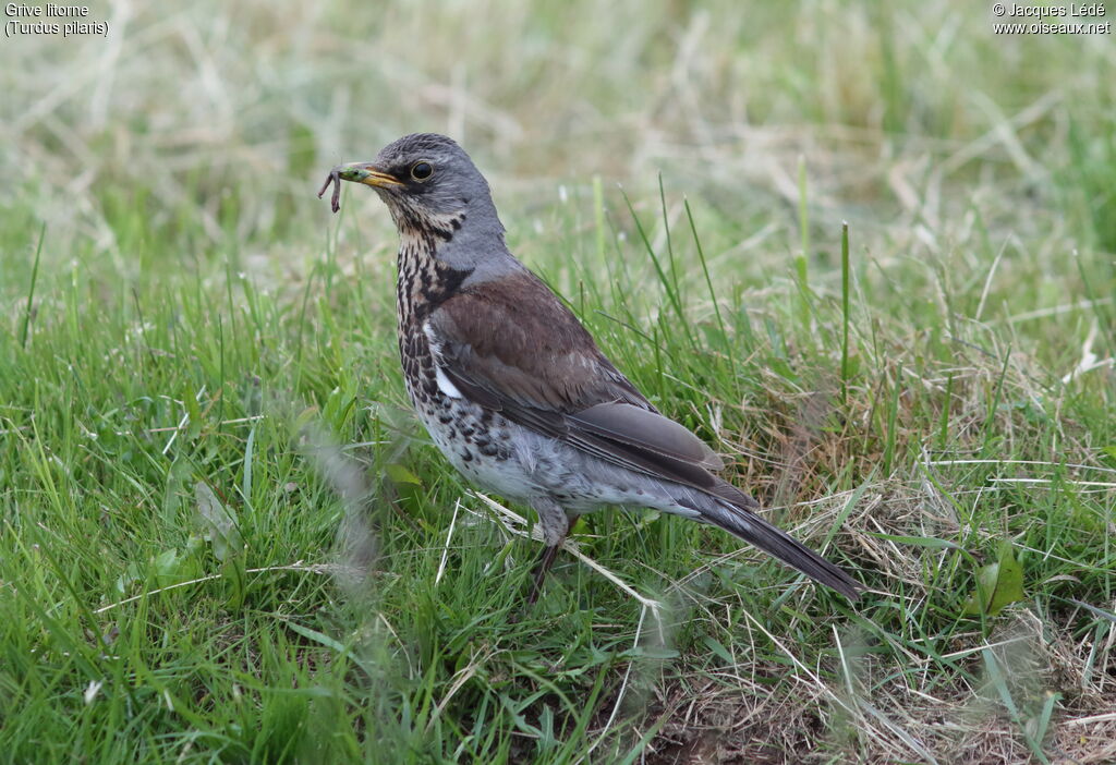 Fieldfare