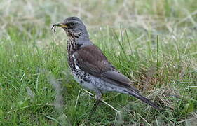 Fieldfare