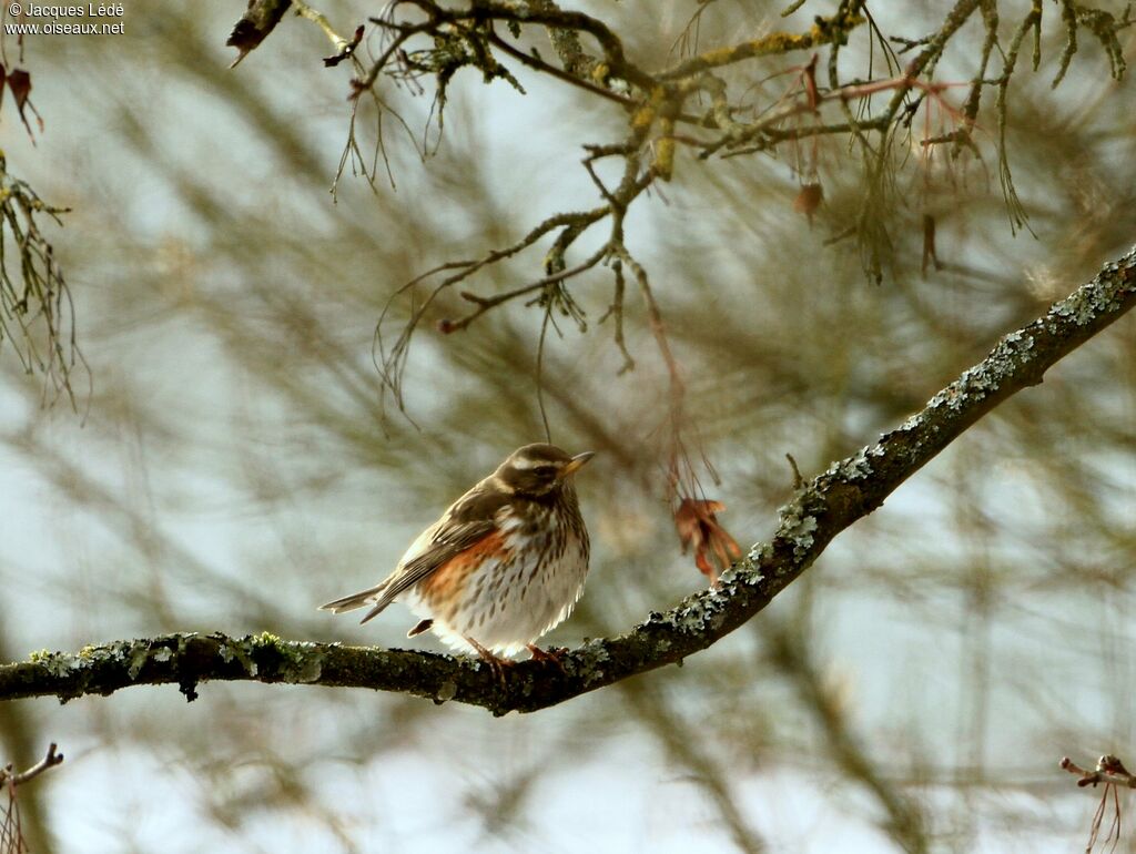 Redwing