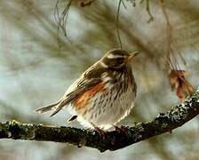 Redwing