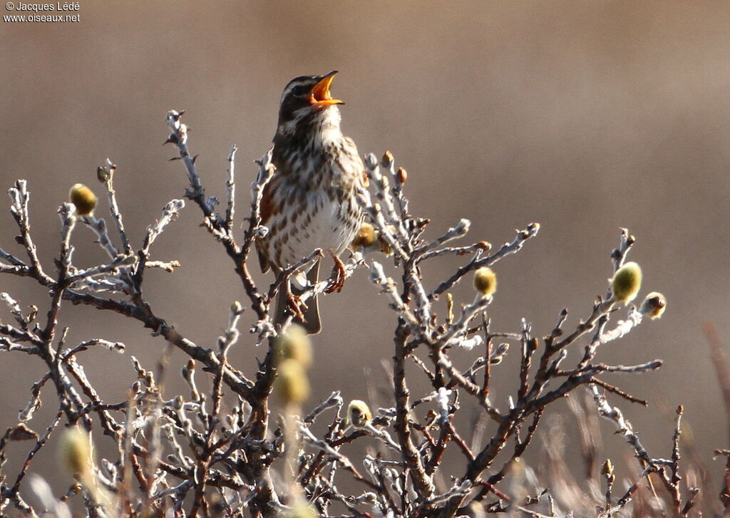 Redwing