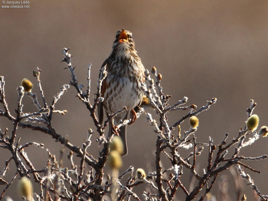 Redwing