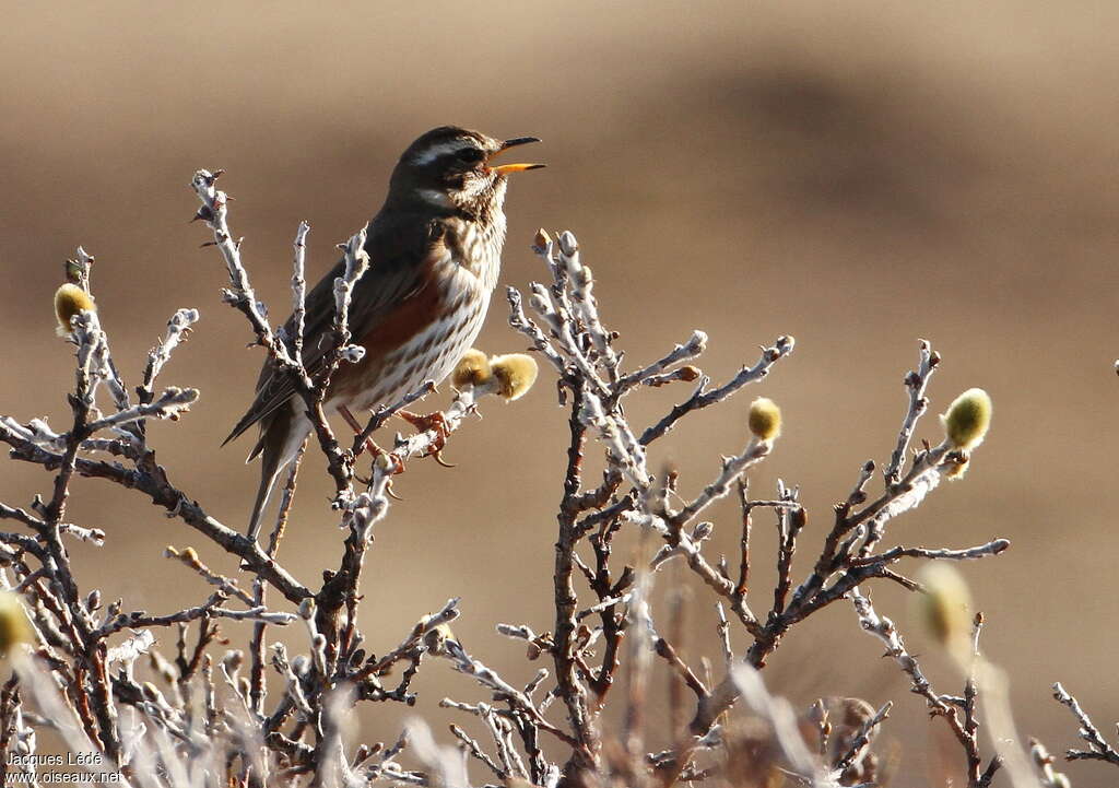 Redwing male adult, song