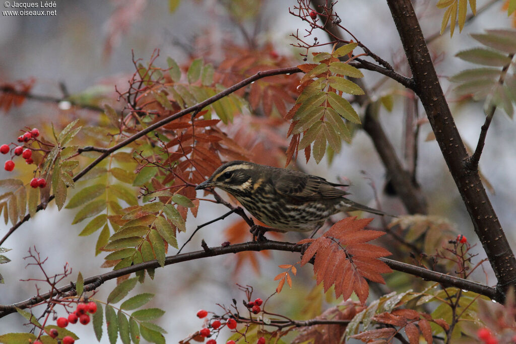 Redwing