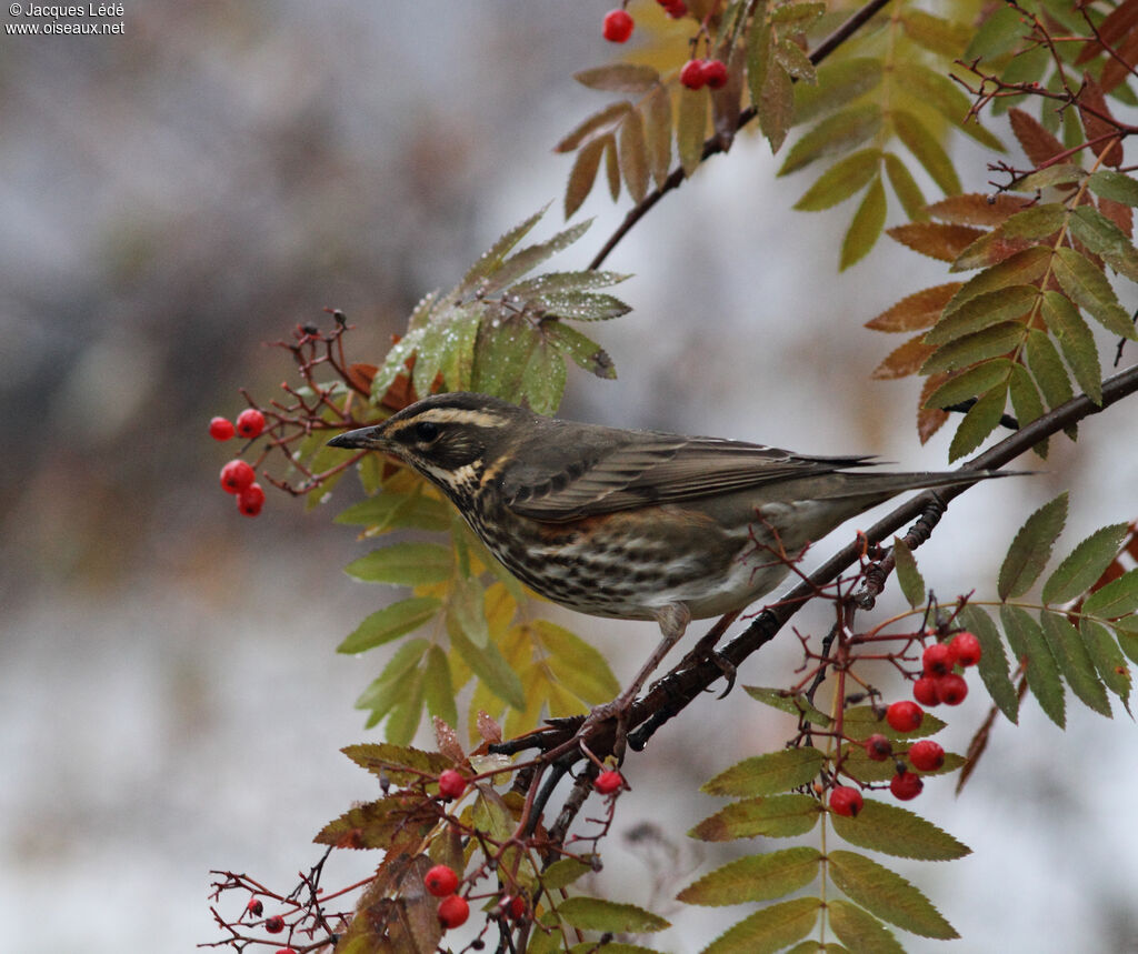 Redwing