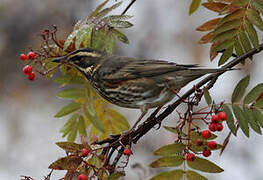 Redwing