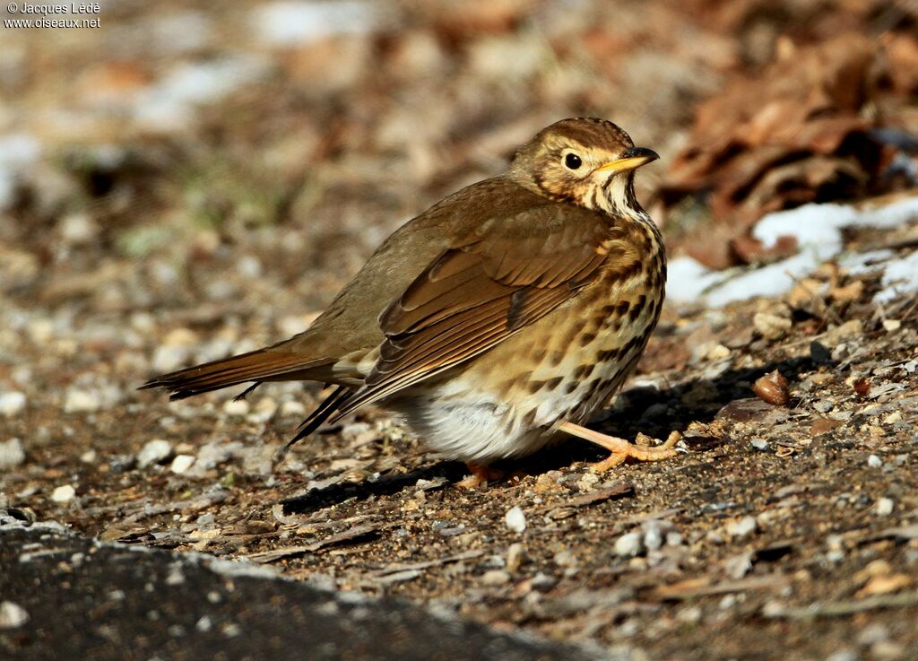 Song Thrush