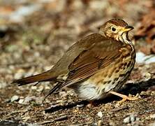 Song Thrush