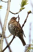 Song Thrush