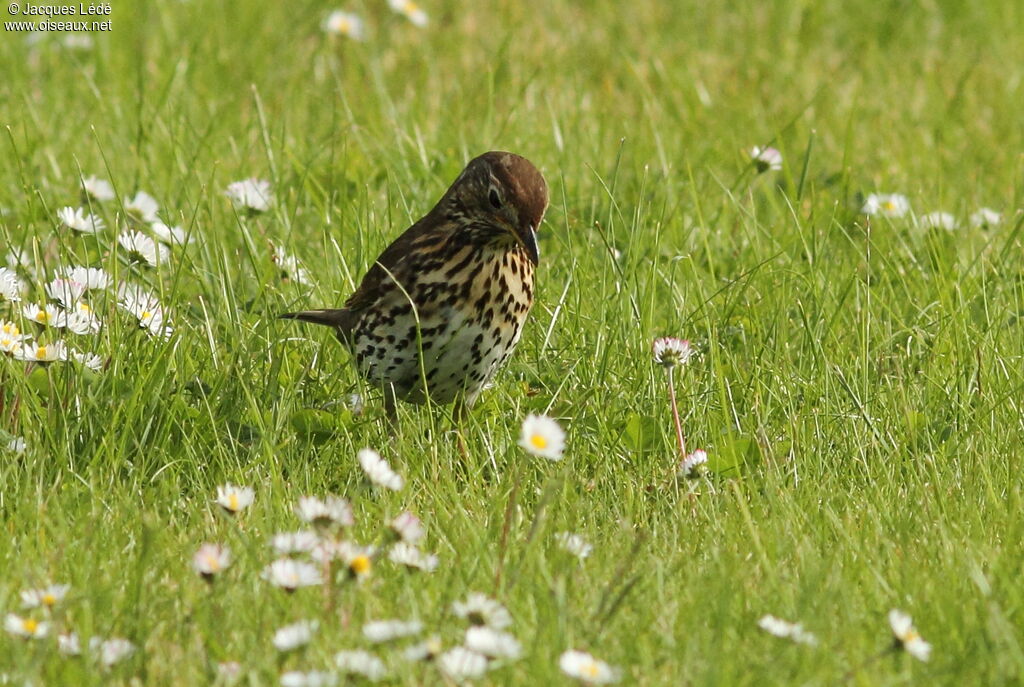 Song Thrush