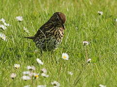 Song Thrush