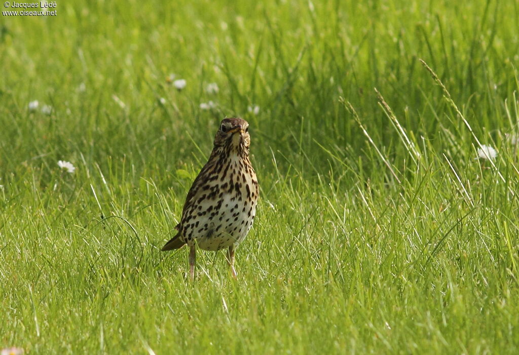 Song Thrush