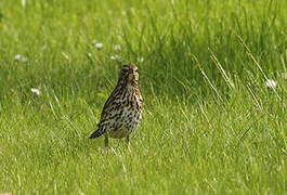 Song Thrush