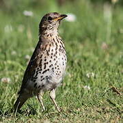 Song Thrush