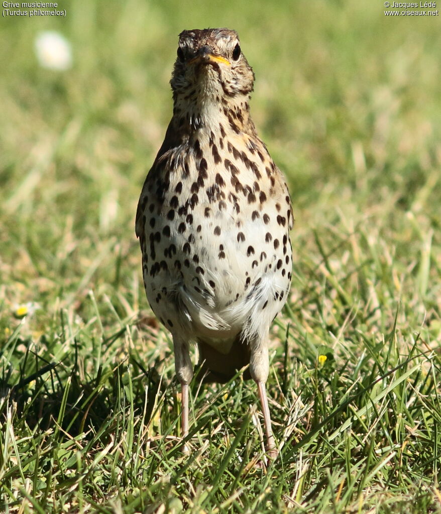 Song Thrush