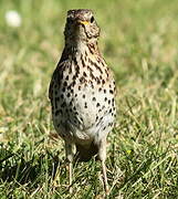 Song Thrush