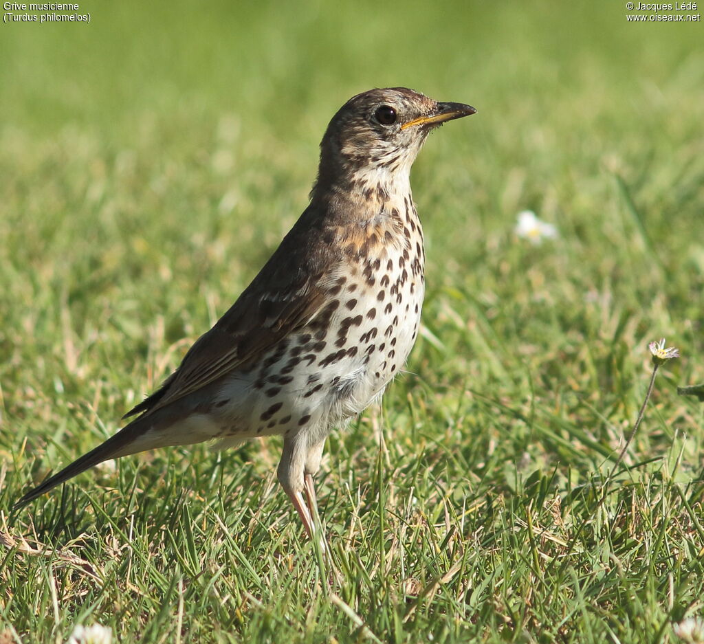 Song Thrush