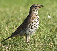 Song Thrush