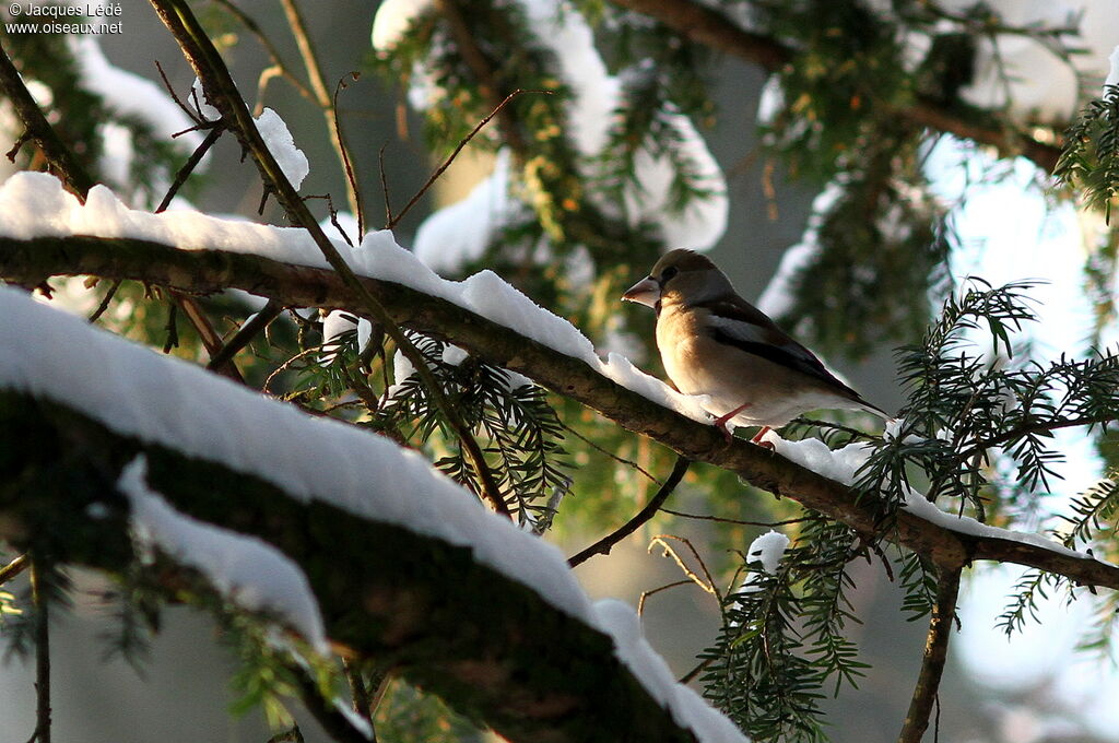 Hawfinch