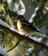 Hawfinch