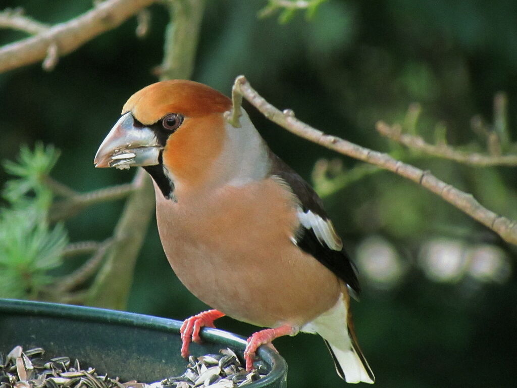 Hawfinch