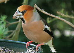 Hawfinch