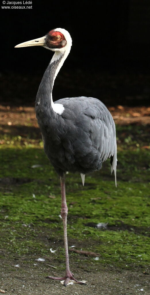 Grue à cou blanc