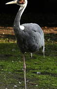 White-naped Crane