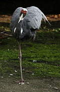 Grue à cou blanc