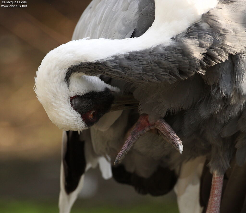 White-naped Crane