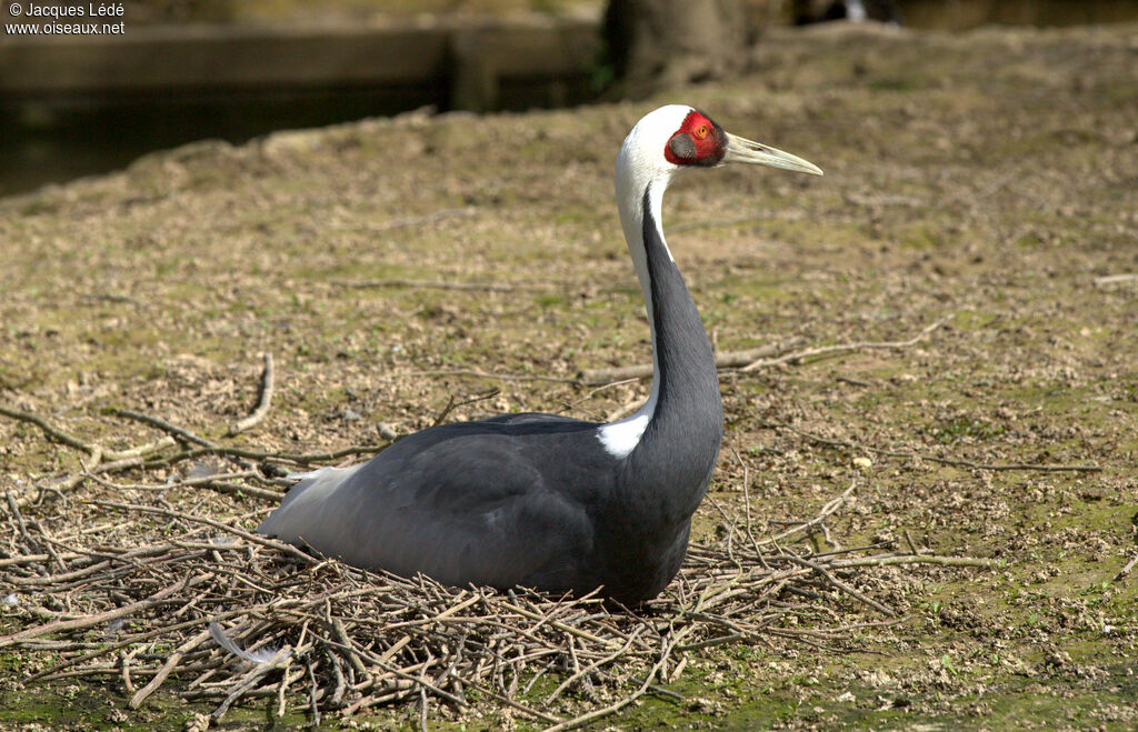 White-naped Crane