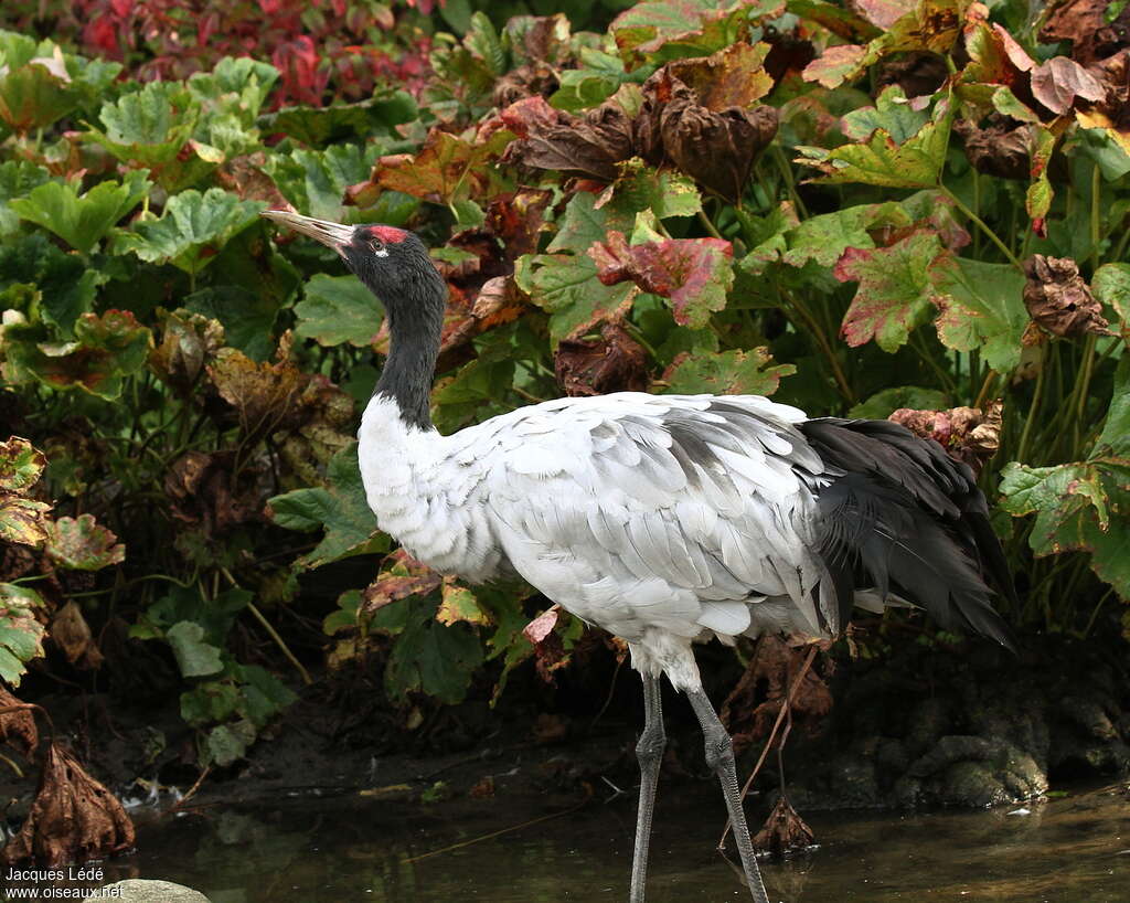 Black-necked Crane, identification