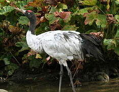 Black-necked Crane