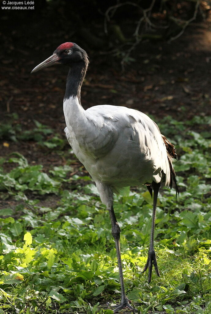 Grue à cou noir