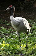 Black-necked Crane