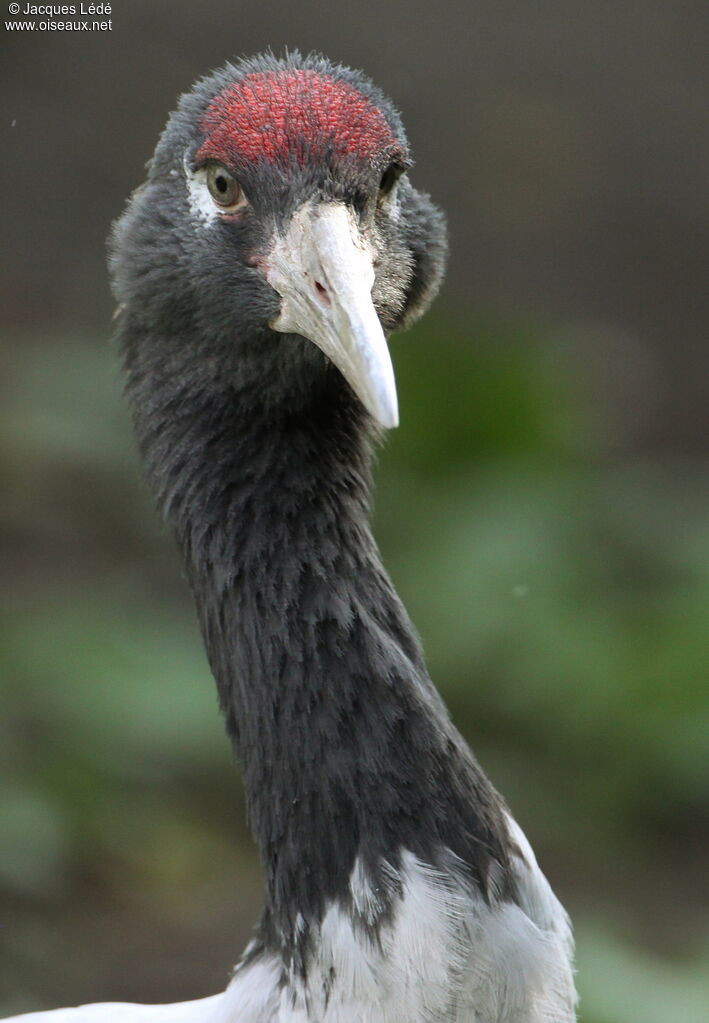 Grue à cou noir