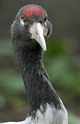 Black-necked Crane