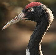 Black-necked Crane