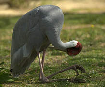 Sarus Crane