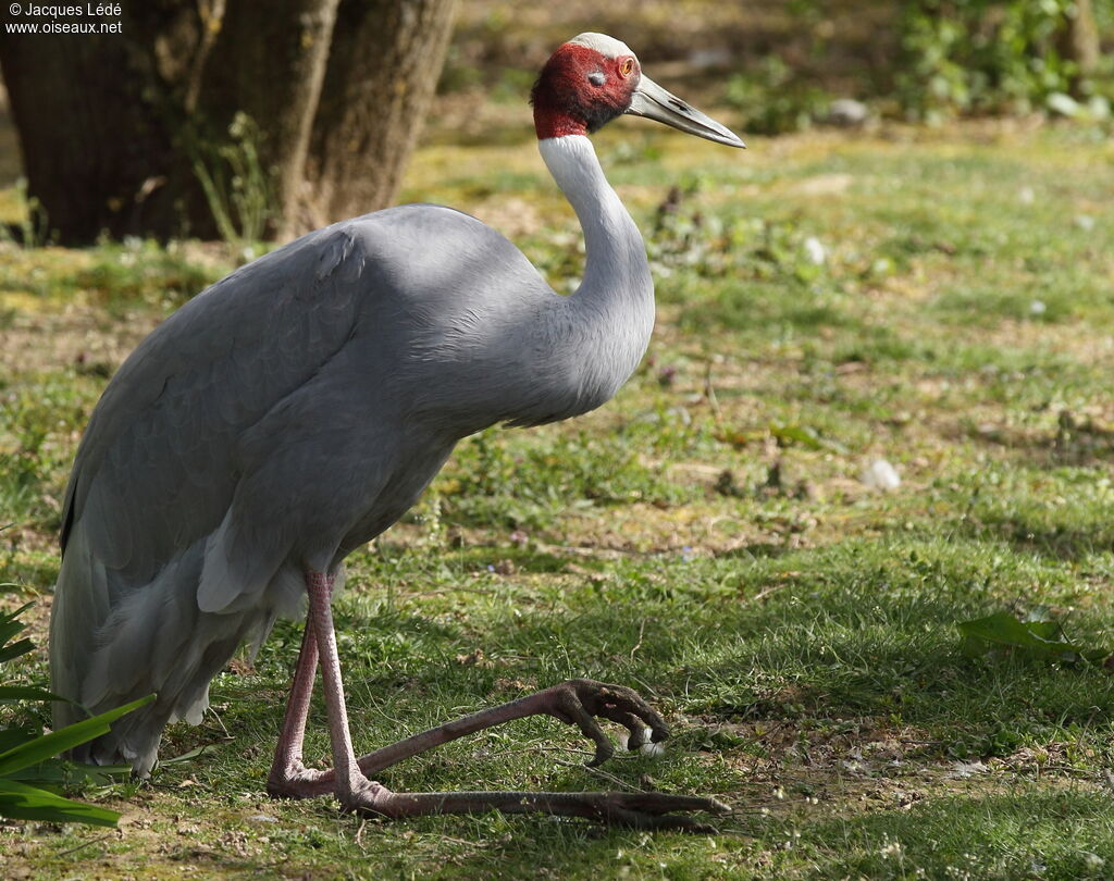 Sarus Crane