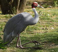 Sarus Crane