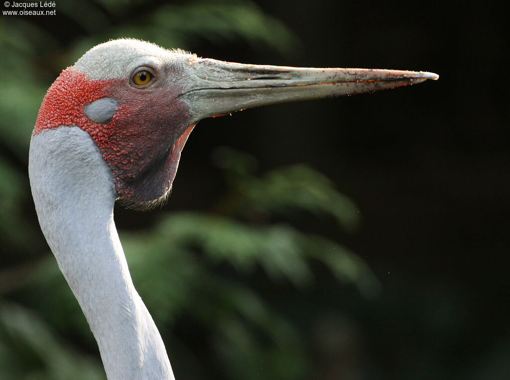 Grue brolga