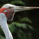 Grue brolga
