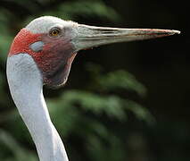 Grue brolga