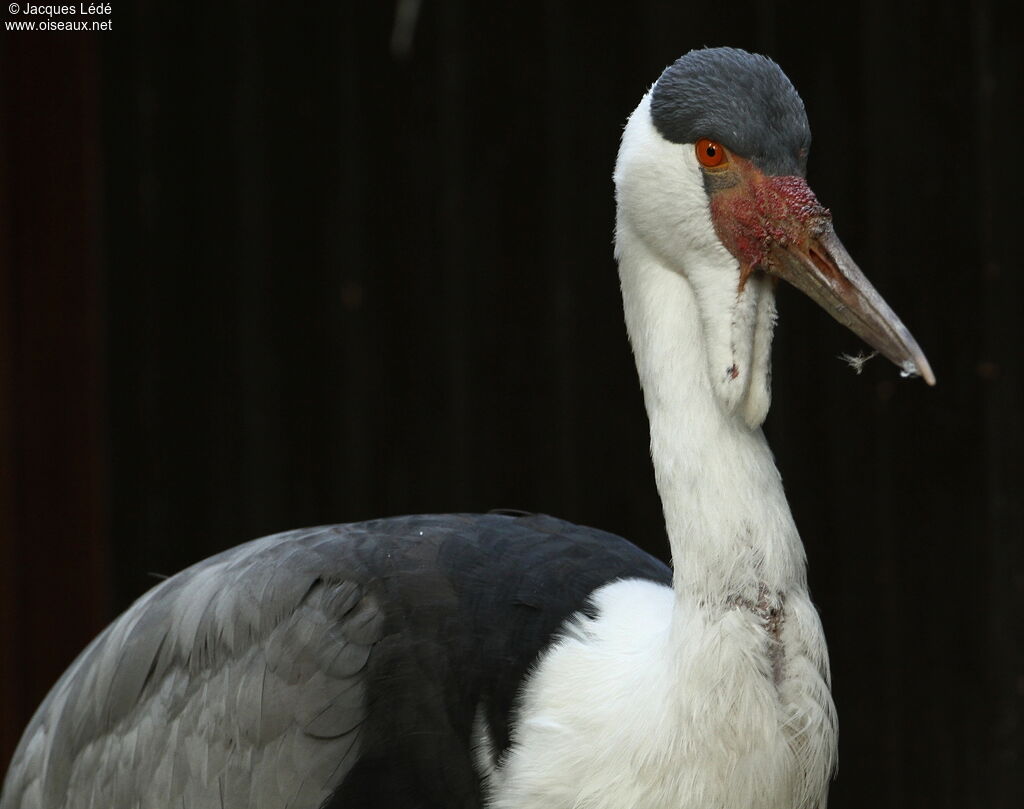 Wattled Crane