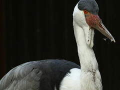 Wattled Crane