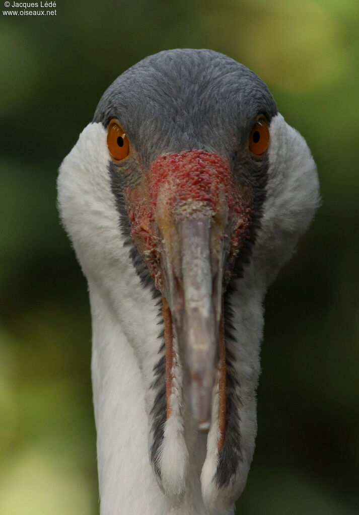 Wattled Crane