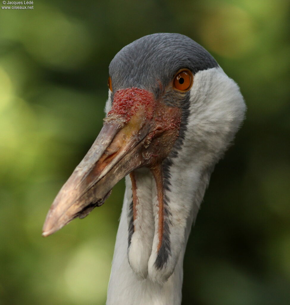 Wattled Crane