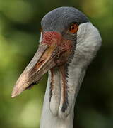 Wattled Crane