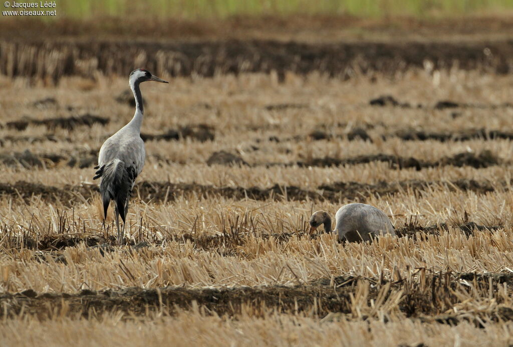 Common Crane